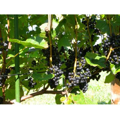 ふるさと納税 帯広市 相澤ワイナリー さちろぜ2024(ロゼワイン) |  | 03