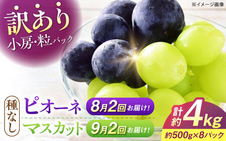 【先行予約】【全4回定期便】【月2回×2ヶ月】【8月上旬から9月末に順次発送】 訳あり 8月 ピオーネ1kg×2回  9月 シャインマスカット 1kg×2回[APCM016] ぶどう ぶどう ぶどう ぶどう ぶどう
