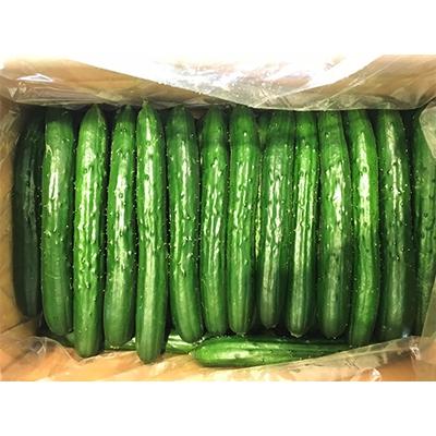ふるさと納税 あさぎり町 熊本県産　きゅうり　5kg(40本以上) |  | 03