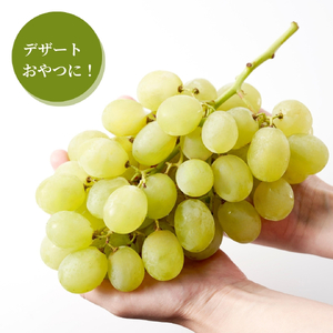 【令和8年産 先行予約】 ロザリオビアンコ ぶどう 約2kg | 新潟県