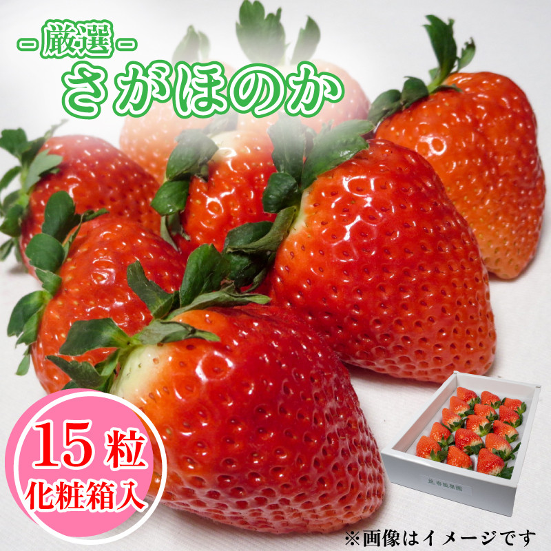 
【 先行予約 】 いちご 大粒 15粒 さがほのか 約450g 化粧箱 入り 発送時期が選べる 2025年1月 ～ 3月 発送 苺 ストロベリー 果物 フルーツ ケーキ ゼリー ジュース アイス シャーベット チョコ フルーツサンド いちご大福 大福 洋菓子 和菓子 スイーツ デザート ジャム 甘い 人気 おすすめ お取り寄せ グルメ 贈答 ギフト 徳島県 阿波市 春風果園
