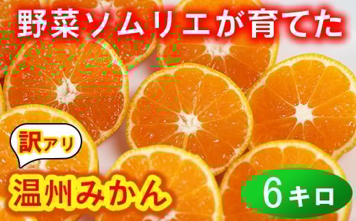 【訳あり・規格外品】野菜ソムリエ石児さんの「温州みかん 6kg」 ミカン みかん 蜜柑 柑橘 6kg 柑橘類 訳あり 甘い 温州みかん フルーツ ＜103-031＞