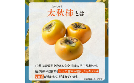 【訳あり品】【10月発送】池尻農園　太秋柿　9～14玉　約3kg　ご家庭用_訳あり品 太秋柿 9～14玉 約3kg ご家庭用 柿 甘柿 フルーツ 果物 スイーツ 甘い 条紋 10月最盛期 完全甘柿 早