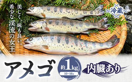 アメゴ 約1kg 内臓あり 木屋平淡水養魚場《4月上旬-10月下旬頃出荷》【配送不可地域あり】※北海道・沖縄・離島