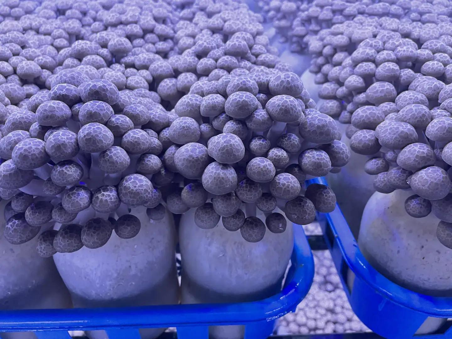 清らかな水と澄んだ空気が育てた、天龍村の ぶなしめじ 【1袋500g】