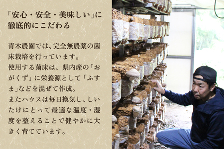 【2026年先行予約】菌床きのこ栽培キット ひらたけ 1株入り《10月上旬から順次発送》栽培キット 自家栽培