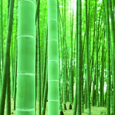 ふるさと納税 朝来市 【空気清浄・消臭・調湿】長野ファームの竹炭(300g×6袋)不揃い |  | 02