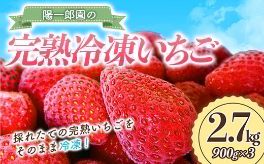 【6月以降発送】陽一郎園の完熟冷凍いちご 2.7kg【令和4年群馬県いちご品評会銀賞受賞】 F4H-0663