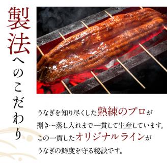 AD-105　やわらか新仔うなぎ食べ切りサイズ100～120g　3尾　計300ｇ以上