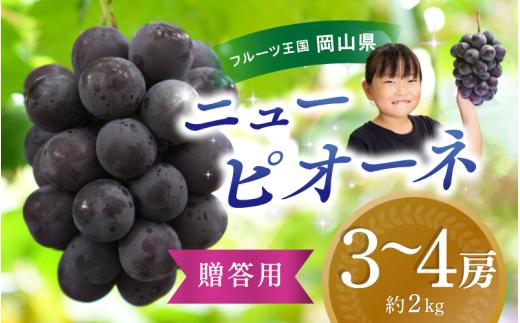 
                  【2026年発送・先行予約】ピオーネ 除草剤不使用 3～4房(約2kg)贈答用 種なし ニューピオーネ 岡山ピオーネ ピオーネ ぴおーね ぶどう 葡萄 ブドウ 果物 フルーツ 大粒 種無し 産地直送 農家直送 厳選 化粧箱 花笑み農園 岡山県 真庭市【hana006-03】
                