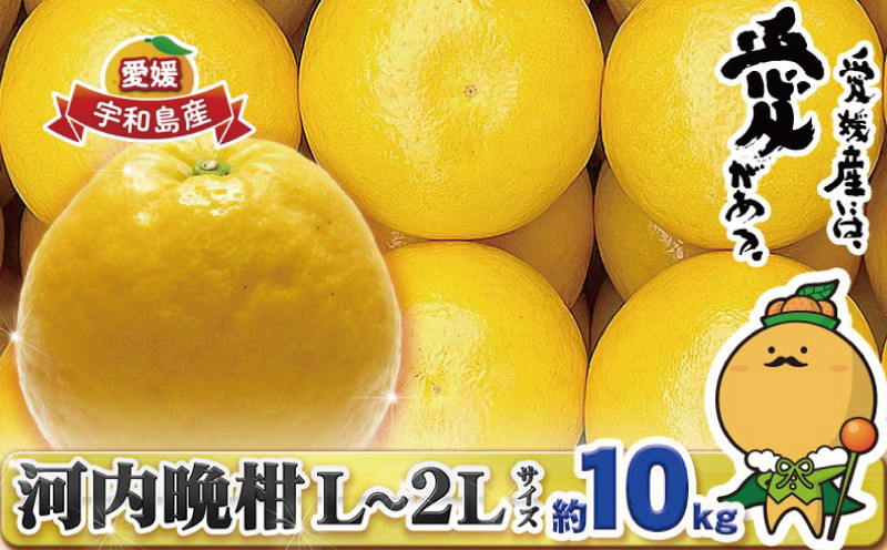 
            贈答用 河内晩柑 10kg L～2L サイズ 中井屋 愛媛みかん 晩柑 かわちばんかん 和製 グレープフルーツ 愛媛ミカン 愛媛蜜柑 愛媛県産みかん 蜜柑 みかん mikan 爽やか さっぱり 酸味 初夏 の みかん 宇和島みかん 果物 くだもの フルーツ 柑橘 数量限定 産地直送 国産 愛媛 宇和島 B015-173007
          