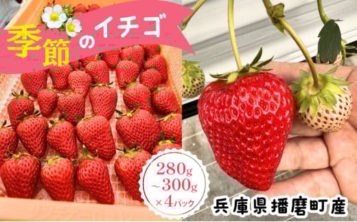 [№5359-0012]兵庫県播磨町産 季節のイチゴ(約260g)×4パック