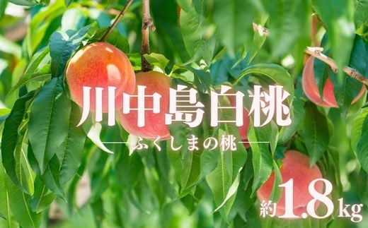 No.2886もも「川中島白桃」約1.8kg【2025年発送】