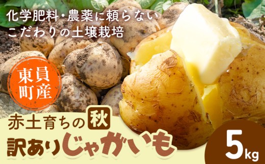 【秋じゃがいも】東員町産 赤土 育ち の 訳あり じゃがいも 約5kg《10月下旬-1月下旬頃出荷(土日祝除く)》三重県 東員町 ジャガイモ じゃが芋 芋 送料無料 秋じゃが