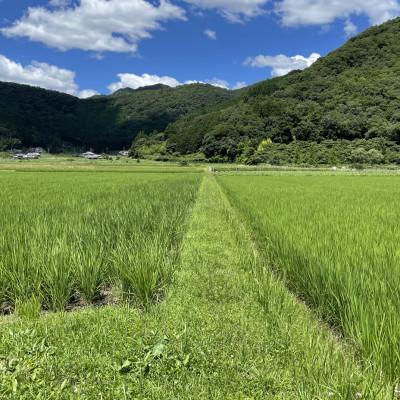 ふるさと納税 丹波篠山市 丹波篠山産特別栽培米コシヒカリ5kg×4 |  | 02