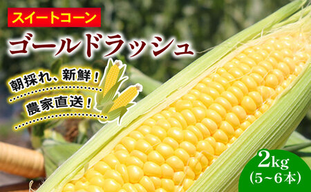 訳あり スイートコーン (ゴールドラッシュ) 2㎏（5～6本）|  2026年発送 6月 高知県スイートコーン とうもろこし スイート コーン コーン