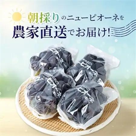 晴れの国　おかやまのニューピオーネ　2kg(3房～5房)_果物・フルーツ ぶどう・マスカット  ブドウ 葡萄 _【配送不可地域：離島】【1074126】