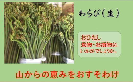 わらび (生)　2kg