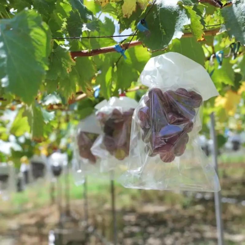 かつらぎ町産　ピオーネ　4房（約2.5kg）【2026年8月中旬～9月末ごろ順次発送】※日付指定不可 【ikd733A】