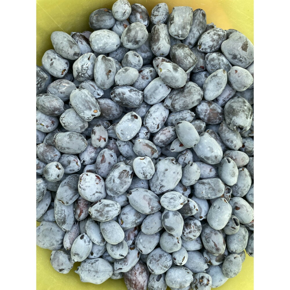 【ふるさと納税】アンテナショップPiPaセレクト 美唄産のハスカップ1.0kg（500g×2）