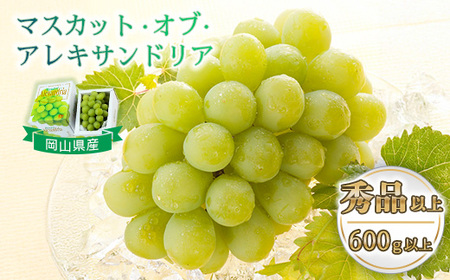 マスカットオブアレキサンドリア 1房(600g以上・秀品以上) 化粧箱入り【2026年7月中旬～8月中旬発送予定】