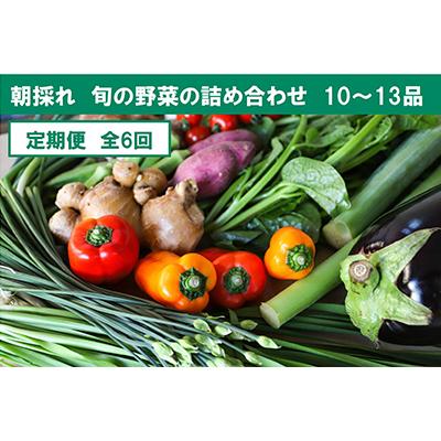 ふるさと納税 土佐市 【毎月定期便】土佐野菜の旬の野菜詰め合わせ　10〜13品目全6回