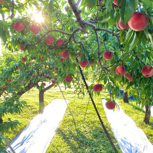 【先行予約】川中島の桃 約2kg 品種おまかせ  8月中旬～8月下旬発送予定