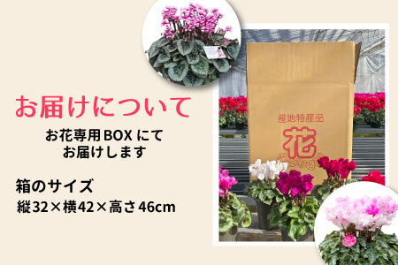 〈予約品〉冬の花 一番キレイな色をお届け！シクラメン４号鉢２鉢セット 鉢花 花 ピンク 赤 白 ギフト プレゼント -010