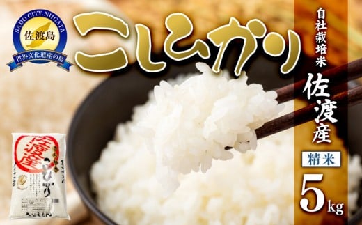 
            【先行予約】【令和7年米】自社栽培米佐渡産こしひかり（精米5kg）
          