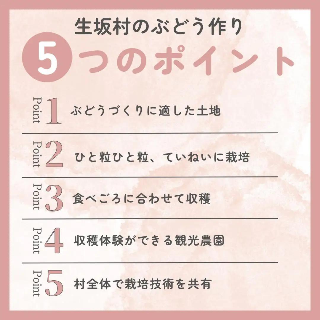 ウインク　約1.1kg（２房）| ぶどう ぶどう