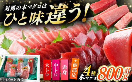 対馬産 生 本マグロ 800g （赤身、中トロ、大トロ） [WAH026] 中トロ 大トロ まぐろ マグロ 鮪