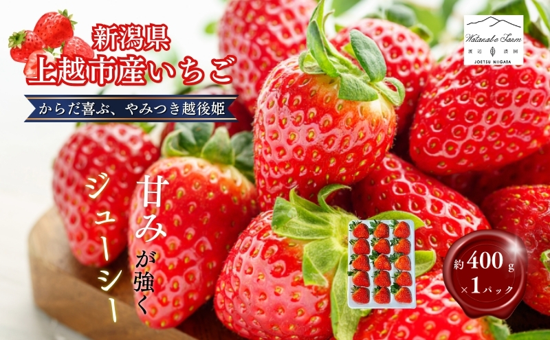 【先行予約 | 2026年1月中旬より出荷開始】いちご 大粒 カラダよろこぶ 越後姫 約400g×1パック (9～15粒入り) 定植後化学農薬不使用 イチゴ 苺 渡辺農園 上越市 新潟県