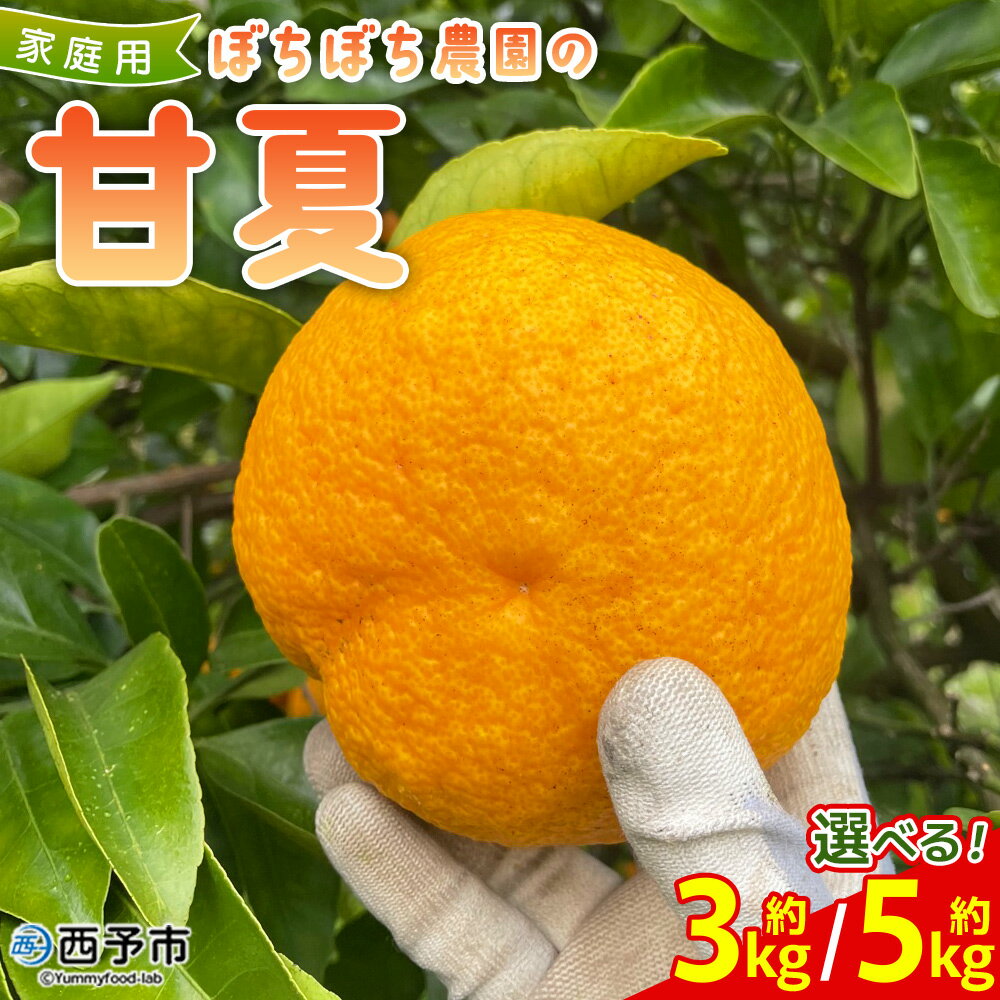 【ふるさと納税】＜ぼちぼち農園の甘夏 家庭用 約3/5kg＞ 選べる 3キロ 5キロ あまなつ アマナツ 訳あり わけあり ワケアリ 果物 みかん ミカン 柑橘 フルーツ アレンジ ピール 国産 特産品 ぼちぼち農園 愛媛県 西予市【常温】『2026年3月～4月迄に順次出荷予定』