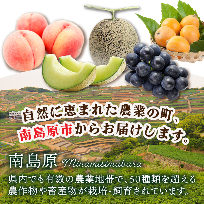 【12回 定期便】季節の果物 詰め合わせ フルーツセット 旬の果物をお任せで2～3品目お届け  （2～3品目×12回）  / 果物 セット 南島原市 / 吉岡青果 [SCZ014]_イメージ2