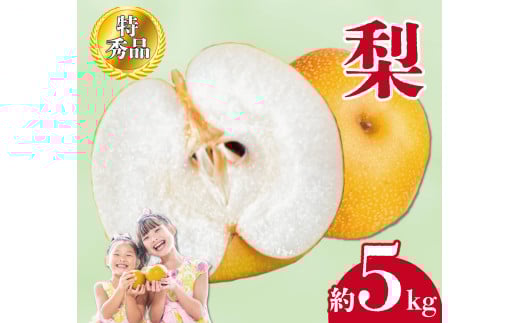 【2025年8月中旬より順次発送】先行予約 梨 特秀品 約5kg 丸亀産 ナシ 果物 フルーツ 果肉 果汁 季節 甘い デザート アイス シャーベット ジェラート ジャム ジュース 食物繊維 健康 美容 ふるさと納税 梨 フルーツ 香川県 丸亀市 くだもの畑 PonPon 