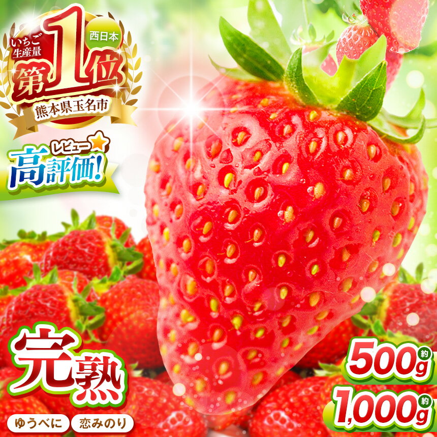 【ふるさと納税】 イチゴ 恋みのり ゆうべに 選べる 容量 約 500g (250g×2パック) or 約 1000g (250g×4パック) 発送回数 定期 訳あり | 果物 くだもの フルーツ いちご 苺 生産者直送 産地直送 送料無料 熊本県 玉名市