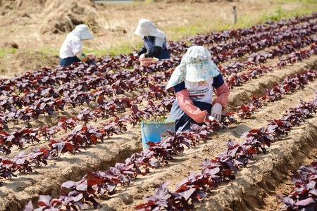 ≪先行予約受付中！2025年6月上旬より順次発送予定≫福岡県芦屋町特産 赤しそ(計1kg・250g×4束) 紫蘇 シソ あかしそ 赤しそ 芦屋町産 しそジュース 葉 手作り 手づくり 野菜 やさい 生