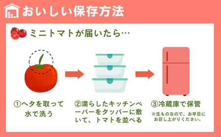 【訳あり】めんごいとまと TYレッドオーレ お徳用 1kg めんごいとまとたむら アイメック栽培 ミニトマト トマト プチトマト 冬トマト 野菜 農家直送 大容量 家庭用 不揃い 小粒 新鮮 福島県 