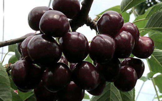 8-017-008　サトケンさんのさくらんぼ サミット（2L）約300g