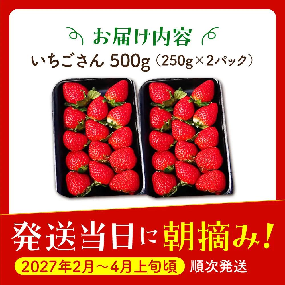 【先行予約】【2?4月発送】朝摘みいちご（いちごさん）500g（250g×2パック） [HAF021]くだもの 果物 フルーツ