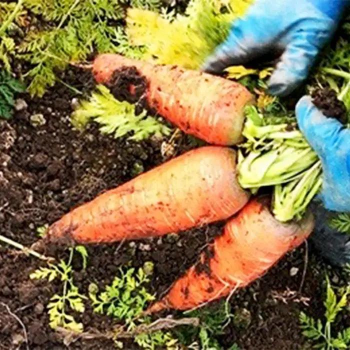 会津発 季節の野菜だより（大）2名様1週間分相当【喜多方市・西会津町・北塩原村のお野菜】 KBW002