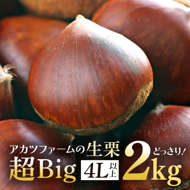 【ふるさと納税】アカツファームの生栗 超特大 メガマロン 4Lサイズ以上 2kg 栗 笠間 栗 くり 生栗 特大 大きい 大粒 国産 国産栗 和栗 甘栗 栗ご飯 栗きんとん 栗おこわ 甘露煮 マロン 秋 旬 おやつ スイーツ きんとん 保存料不使用 無添加 ギフト 茨城県 笠間市 送料無料