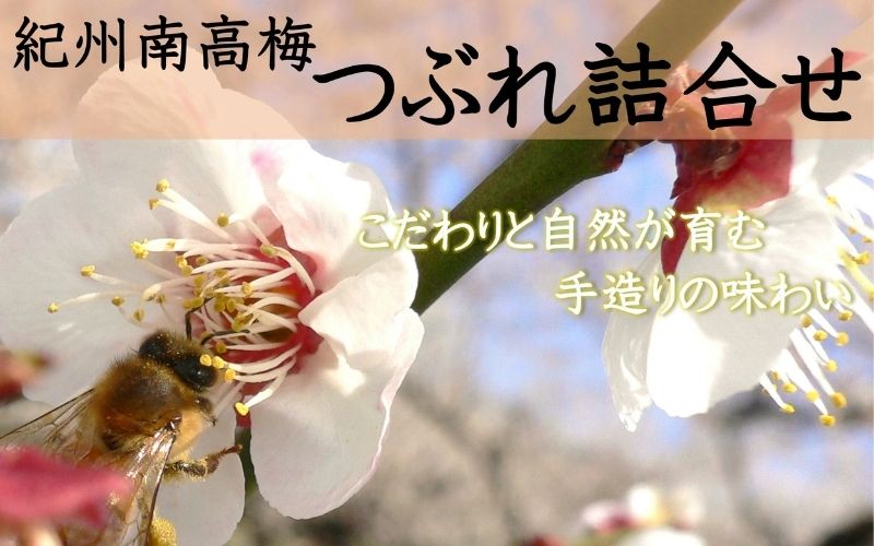 ご家庭用 大容量 紀州南高梅 つぶれ梅 　うす塩つぶれ(塩分約6%)としそ漬つぶれ(塩分約15%)の詰合せ各700g　  yamada007A