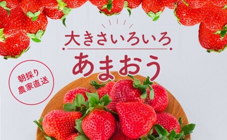 【訳あり】 いちご 2027年2月下旬より発送 あまおう サイズ色々 8パック 約2.28kg いちご