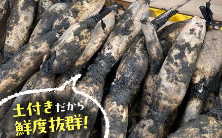 【9月より順次発送】 れんこん 2kg 蓮根 レンコン / レンコン兄弟[AECL001]