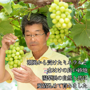 【期間限定】シャインマスカット 選べる 内容量 700g 1房 潮騒熟成 9月上旬～10月上旬頃順次発送 ぶどう 鳥取県 湯梨浜町 果物 フルーツ 送料無料 先行予約 葡萄 ブドウ くだもの 甘い 種