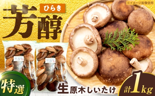 しいたけ 特選 生しいたけ ひらき 1kg（500g×2袋）きのこ キノコ 茸 生しいたけ シイタケ 野菜 生椎茸 生シイタケ 原木しいたけ shiitake 肉厚 鍋 しいたけ しいたけ 椎茸 シイタケ 生しいたけ 岐阜県 白川町 / 清水しいたけ園 [AWAY006]