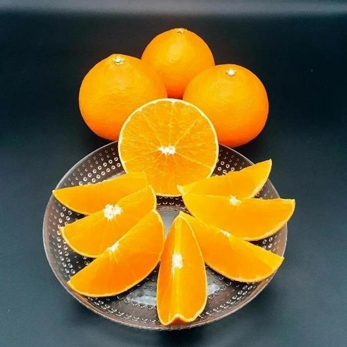 【早期予約受付中！2025年12月～順次発送】【あいか】 約 1.5kg 良品 みかん 先行予約 蜜柑 柑橘 果物 くだもの フルーツ お取り寄せ グルメ 期間限定 数量限定 人気 おすすめ 愛媛県 