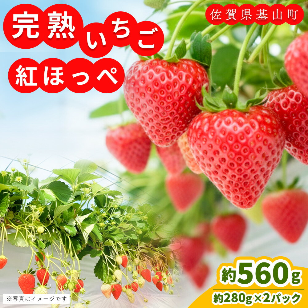 【ふるさと納税】【先行受付 2026年1月より発送】【農場直送！】紅ほっぺ(約280g×2P)【ふるさと納税 基山町産 いちご イチゴ 朝採れ 完熟果】K100005