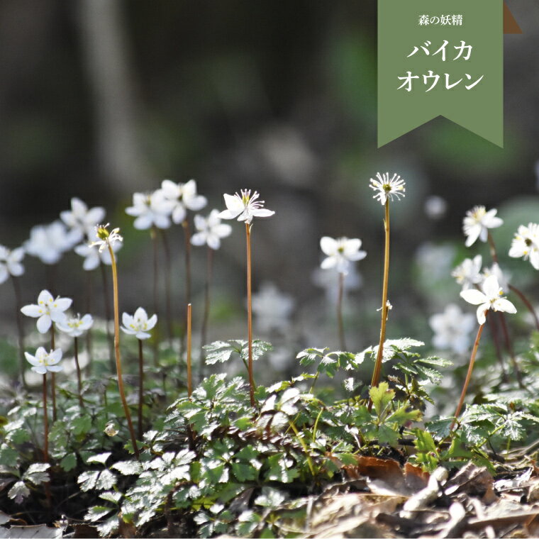 【ふるさと納税】＜バイカオウレン （梅花黄蓮） 苗 花 ポット 4号 森の妖精 白い 可憐 牧野富太郎 らんまん ボタニカル 植物 ＞朝ドラ 佐川町 里山【常温】草木 シコクバイカオウレン キンポウゲ科 山野草 多年草 ゴカヨウオウレン 工房暁月 ＜12～2月頃の間に発送予定＞